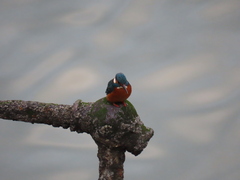 Alcedo atthis