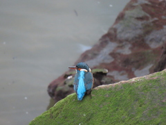 Alcedo atthis
