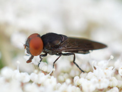 Chrysogaster solstitialis