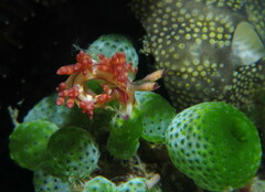 Coryphellina flamma