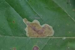 Cameraria saccharella