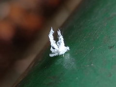 Ricania speculum