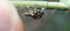 Wagneriana