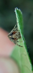 Wagneriana