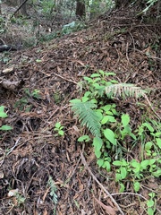 Polystichum dudleyi
