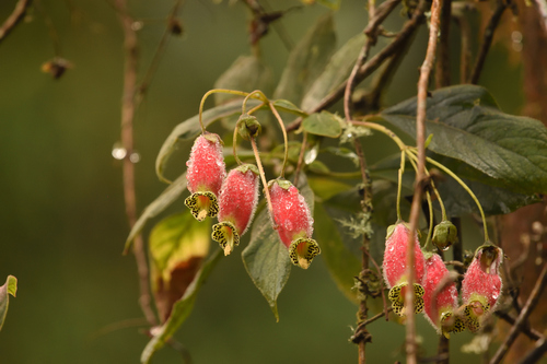 Image of Kohleria Affinis (Kohleria affinis) by (c) Guy Babineau, some rights reserved (CC BY)