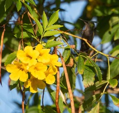 Orthorhyncus cristatus