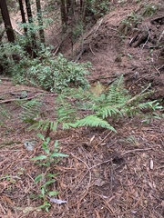 Polystichum dudleyi