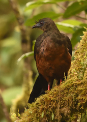 Chamaepetes goudotii