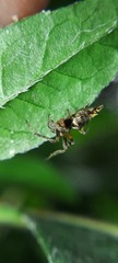 Wagneriana