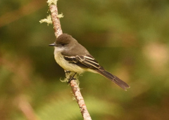 Myiarchus cephalotes