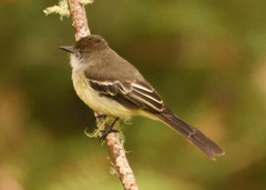 Myiarchus cephalotes