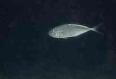 Trachurus mediterraneus