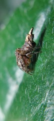 Wagneriana