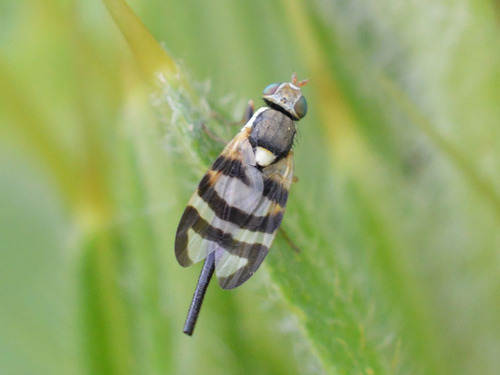 Urophora terebrans