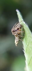 Wagneriana