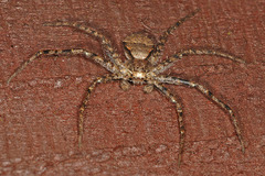Philodromus margaritatus
