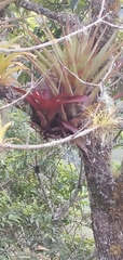 Tillandsia complanata