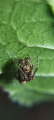 Wagneriana