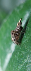 Wagneriana