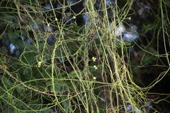 Cassytha filiformis