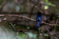 Dicrurus hottentottus