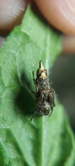 Wagneriana
