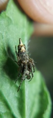 Wagneriana