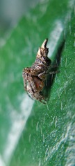 Wagneriana