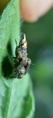 Wagneriana