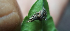Wagneriana