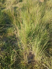 Andropogon lateralis