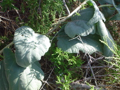 Cucurbita foetidissima