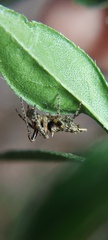 Wagneriana