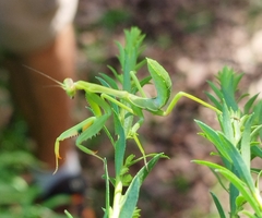 Stagmatoptera hyaloptera