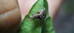 Wagneriana