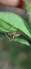 Wagneriana