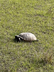 Gopherus polyphemus