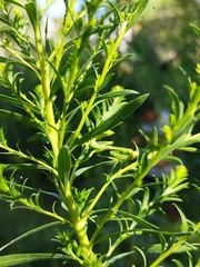 Stagmatoptera hyaloptera