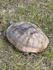Gopherus polyphemus