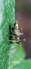 Wagneriana
