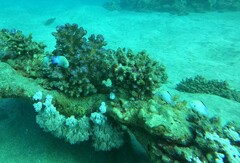 Dascyllus marginatus