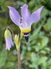 Primula clevelandii