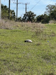 Gopherus polyphemus