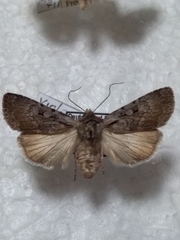 Lycophotia molothina