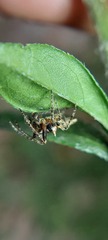 Wagneriana