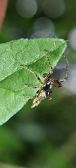 Wagneriana