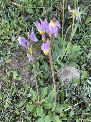 Primula clevelandii