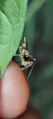 Wagneriana
