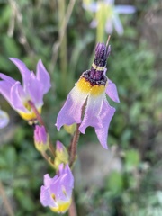 Primula clevelandii